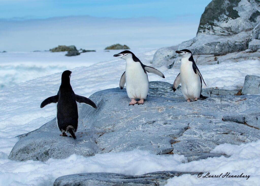 Three penguins are standing on a rock near the water.