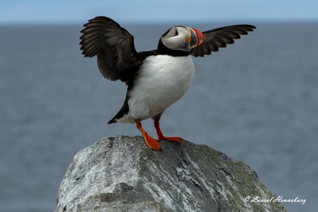 A bird with wings spread standing on top of a rock.