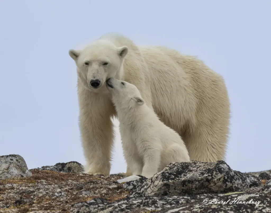 A polar bear and its cub on the tundra.