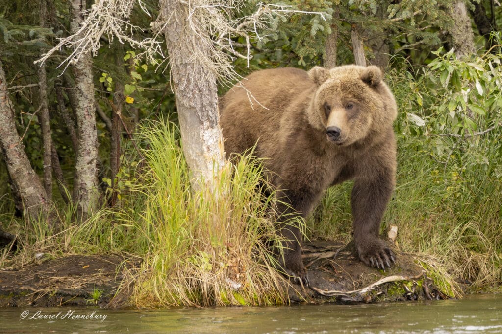 A bear standing on the shore of a lake.