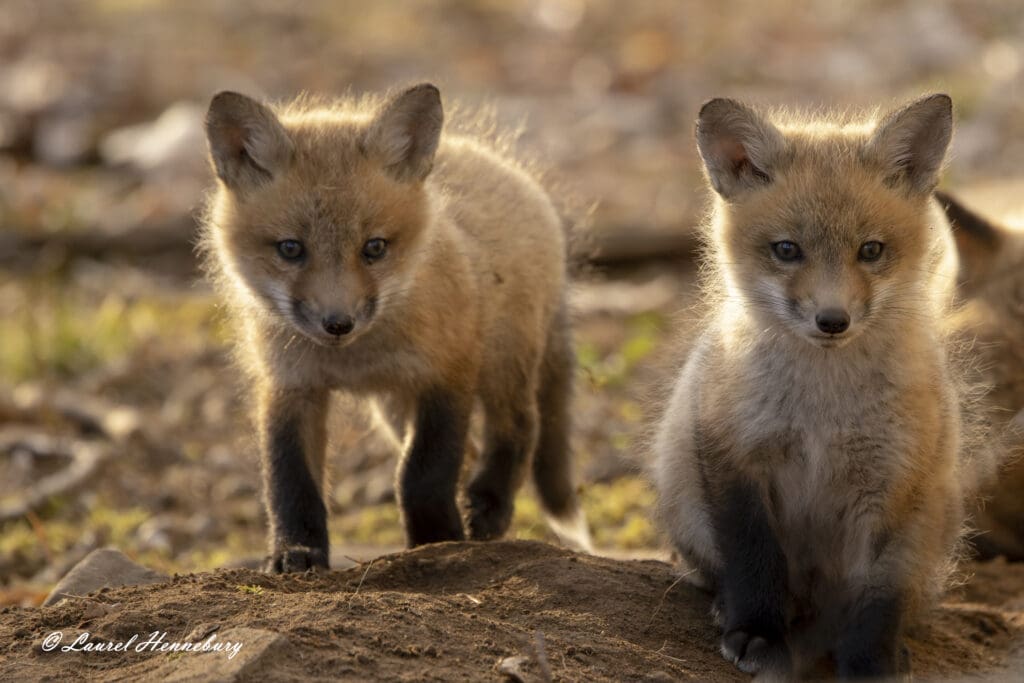 Two baby foxes are standing together on the ground.