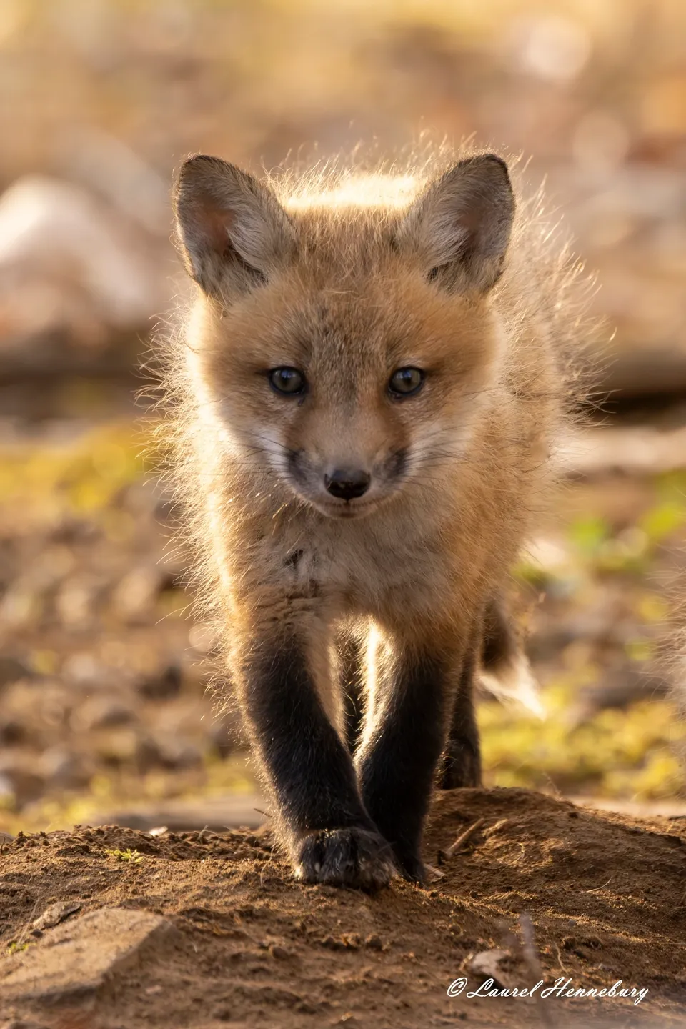 A small fox is walking in the dirt.