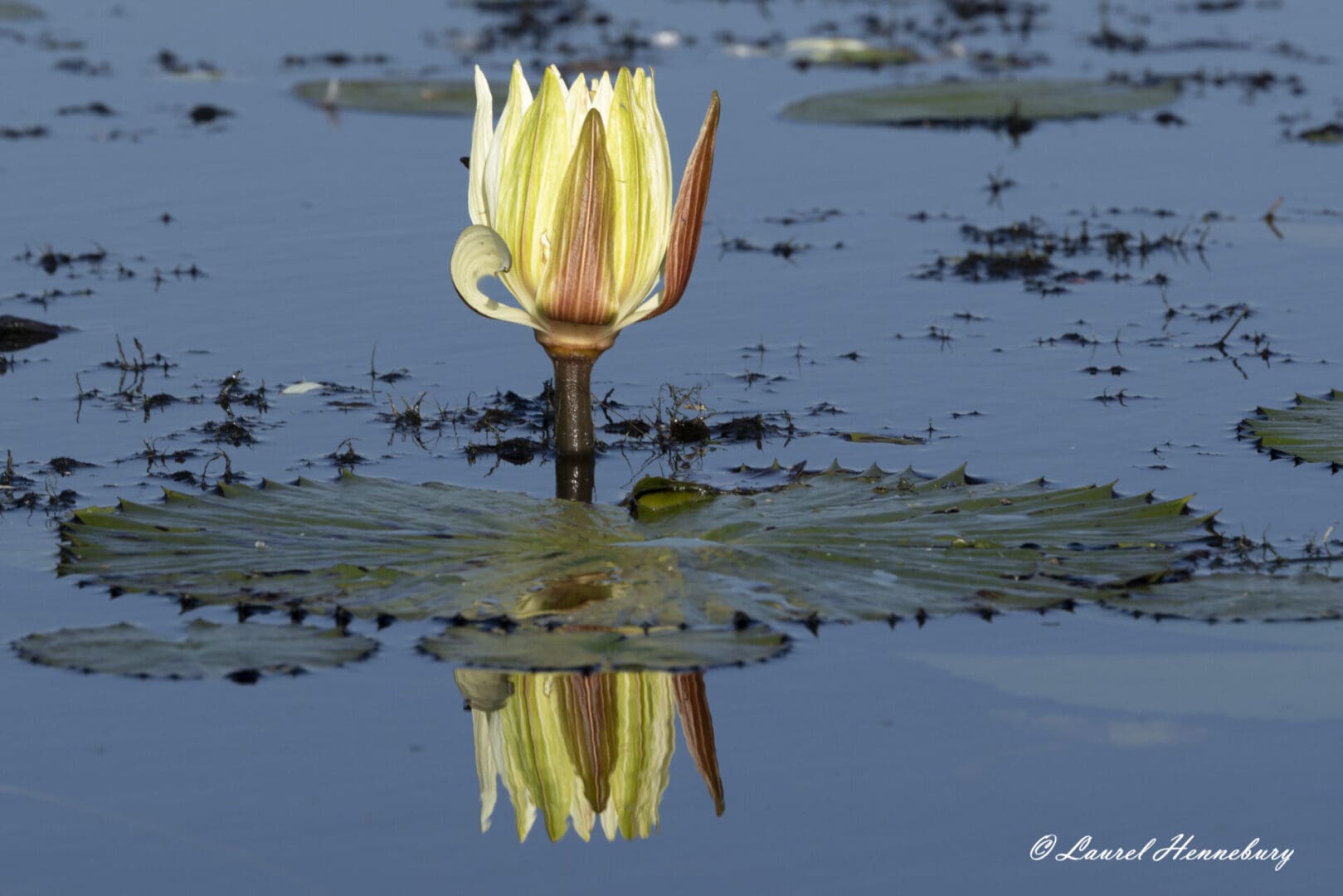Water lily with reflection in calm water.