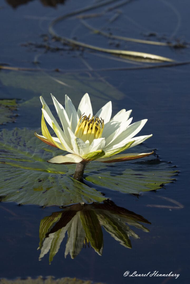 White lotus flower with water reflection.