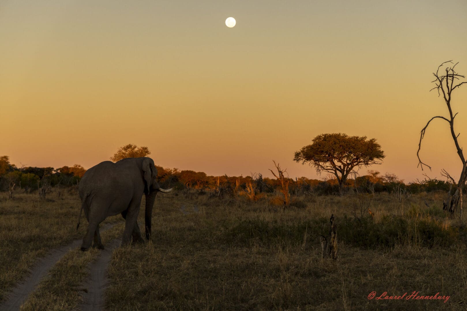 Elephant walking under moonlit evening sky.
